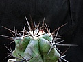 Нажмите на изображение для увеличения.

Название:	Echinocactus ingens_9y_6.121.JPG
Просмотров:	133
Размер:	226.7 Кб
ID:	333384