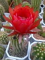 Нажмите на изображение для увеличения.

Название:	Trichocereus_Red_Star_2.jpg
Просмотров:	144
Размер:	285.3 Кб
ID:	333401