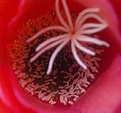 Нажмите на изображение для увеличения.

Название:	Trichocereus_Red_Star_3.jpg
Просмотров:	152
Размер:	263.9 Кб
ID:	333402