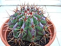 Нажмите на изображение для увеличения.

Название:	platyacanthus из семян.jpg
Просмотров:	160
Размер:	81.2 Кб
ID:	333407