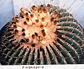 Нажмите на изображение для увеличения.

Название:	visnaga.jpg
Просмотров:	147
Размер:	230.7 Кб
ID:	333409
