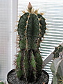 Нажмите на изображение для увеличения.

Название:	Astrophytum ornatum 2.jpg
Просмотров:	149
Размер:	213.5 Кб
ID:	333411