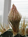Нажмите на изображение для увеличения.

Название:	Astrophytum ornatum.jpg
Просмотров:	152
Размер:	140.3 Кб
ID:	333412