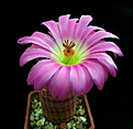 Нажмите на изображение для увеличения.

Название:	2_Echinocereus_rigidissimus_rubispinus...jpg
Просмотров:	147
Размер:	90.5 Кб
ID:	333420