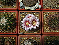 Нажмите на изображение для увеличения.

Название:	2_Gymnocalycium_bozsingianum.jpg
Просмотров:	131
Размер:	209.8 Кб
ID:	333421