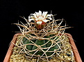 Нажмите на изображение для увеличения.

Название:	2_Gymnocalycium_cardenasianum.jpg
Просмотров:	151
Размер:	155.9 Кб
ID:	333423