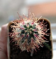 Нажмите на изображение для увеличения.

Название:	Sclerocactus polyancistrus_04.131.jpg
Просмотров:	343
Размер:	85.0 Кб
ID:	333429