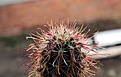 Нажмите на изображение для увеличения.

Название:	Sclerocactus polyancistrus_04.13.jpg
Просмотров:	344
Размер:	81.5 Кб
ID:	333430