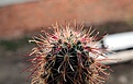 Нажмите на изображение для увеличения.

Название:	Sclerocactus polyancistrus_04.13.jpg
Просмотров:	322
Размер:	81.5 Кб
ID:	333430