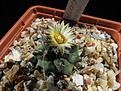 Нажмите на изображение для увеличения.

Название:	Turbinicarpus_swobodae.jpg
Просмотров:	139
Размер:	114.3 Кб
ID:	333445
