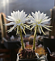 Нажмите на изображение для увеличения.

Название:	Echinopsis_spec_L400.jpg
Просмотров:	134
Размер:	212.7 Кб
ID:	333446