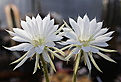 Нажмите на изображение для увеличения.

Название:	Echinopsis_spec_L400_.jpg
Просмотров:	130
Размер:	212.4 Кб
ID:	333447