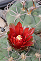 Нажмите на изображение для увеличения.

Название:	Gymnocalycium_carminanthum_STO366.jpg
Просмотров:	186
Размер:	194.9 Кб
ID:	333451