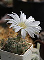 Нажмите на изображение для увеличения.

Название:	Gymnocalycium_ouselianum_n_n.jpg
Просмотров:	215
Размер:	225.6 Кб
ID:	333452