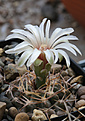 Нажмите на изображение для увеличения.

Название:	Gymnocalycium_prohazkianum-bicolor_VG061_Los_Algarrobas.jpg
Просмотров:	226
Размер:	197.8 Кб
ID:	333453