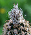Нажмите на изображение для увеличения.

Название:	Echinocereus_fitchii_SB853.jpg
Просмотров:	128
Размер:	208.3 Кб
ID:	333455