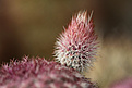 Нажмите на изображение для увеличения.

Название:	Echinocereus_rigidissimus_rubispinus_L088.jpg
Просмотров:	135
Размер:	191.9 Кб
ID:	333456