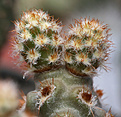 Нажмите на изображение для увеличения.

Название:	Tephrocactus_molinensis.jpg
Просмотров:	133
Размер:	234.2 Кб
ID:	333457