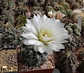 Нажмите на изображение для увеличения.

Название:	G.gibbosum v.chubutense JPR3689.JPG
Просмотров:	214
Размер:	202.0 Кб
ID:	333460