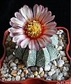 Нажмите на изображение для увеличения.

Название:	Astrophytum CAPAS F3 cv pink fl..JPG
Просмотров:	116
Размер:	246.1 Кб
ID:	333471