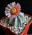 Нажмите на изображение для увеличения.

Название:	Astrophytum CAPAS F3cv pink fl.JPG
Просмотров:	116
Размер:	228.4 Кб
ID:	333472