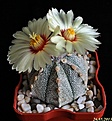 Нажмите на изображение для увеличения.

Название:	Astrophytum COxAS.JPG
Просмотров:	113
Размер:	193.5 Кб
ID:	333473