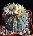 Нажмите на изображение для увеличения.

Название:	Astrophytum MYRASSenxAs.JPG
Просмотров:	122
Размер:	212.3 Кб
ID:	333474