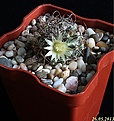 Нажмите на изображение для увеличения.

Название:	Mammillaria lewisiana.JPG
Просмотров:	124
Размер:	191.4 Кб
ID:	333476