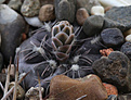 Нажмите на изображение для увеличения.

Название:	Gymnocalycium_nataliae_LB1408.jpg
Просмотров:	627
Размер:	170.2 Кб
ID:	333491
