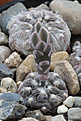 Нажмите на изображение для увеличения.

Название:	Gymnocalycium_nataliae_VG1063.jpg
Просмотров:	617
Размер:	177.7 Кб
ID:	333492