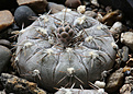 Нажмите на изображение для увеличения.

Название:	Gymnocalycium_berhtii_LB320.jpg
Просмотров:	638
Размер:	196.3 Кб
ID:	333493