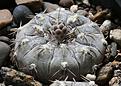 Нажмите на изображение для увеличения.

Название:	Gymnocalycium_berhtii_LB320.jpg
Просмотров:	542
Размер:	196.3 Кб
ID:	333493