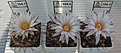 Нажмите на изображение для увеличения.

Название:	Mammillaria_wolfii_GL19_5y.JPG
Просмотров:	106
Размер:	82.6 Кб
ID:	333499