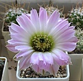 Нажмите на изображение для увеличения.

Название:	Echinocereus_reichenbachii_SB941_3y.JPG
Просмотров:	109
Размер:	134.5 Кб
ID:	333505