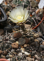Нажмите на изображение для увеличения.

Название:	Gymnocalycium_lukasikii_GN151-4185.jpg
Просмотров:	630
Размер:	183.2 Кб
ID:	333514