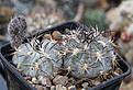 Нажмите на изображение для увеличения.

Название:	Acanthocalycium_munitum_DH10.jpg
Просмотров:	104
Размер:	214.0 Кб
ID:	333516
