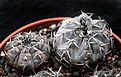 Нажмите на изображение для увеличения.

Название:	Gymnocalycium_riojense_guasayaense_VG1094.jpg
Просмотров:	296
Размер:	201.2 Кб
ID:	333534