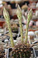 Нажмите на изображение для увеличения.

Название:	Echinopsis_rojasii_WR181.jpg
Просмотров:	154
Размер:	218.1 Кб
ID:	333535