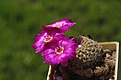 Нажмите на изображение для увеличения.

Название:	l314_magenta.jpg
Просмотров:	108
Размер:	60.1 Кб
ID:	333544