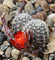Нажмите на изображение для увеличения.

Название:	Rebutia_pygmaea_friedrichiana_WR646.jpg
Просмотров:	148
Размер:	176.6 Кб
ID:	333569