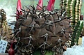 Нажмите на изображение для увеличения.

Название:	Copiapoa sp_5.13.jpg
Просмотров:	257
Размер:	90.8 Кб
ID:	333574