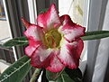 Нажмите на изображение для увеличения.

Название:	Adenium_obesum_Star_of_Hope.jpg
Просмотров:	167
Размер:	94.3 Кб
ID:	333577