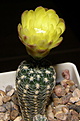 Нажмите на изображение для увеличения.

Название:	Gymnocalycium_doppianum_527_2.JPG
Просмотров:	166
Размер:	140.4 Кб
ID:	333623