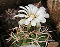 Нажмите на изображение для увеличения.

Название:	Gymnocalycium_ferox.jpg
Просмотров:	146
Размер:	227.6 Кб
ID:	333627
