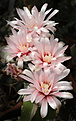 Нажмите на изображение для увеличения.

Название:	Gymnocalycium_nataliae_GN94.jpg
Просмотров:	155
Размер:	227.8 Кб
ID:	333629