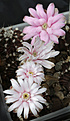 Нажмите на изображение для увеличения.

Название:	Gymnocalycium_friedrichii.jpg
Просмотров:	154
Размер:	161.0 Кб
ID:	333631
