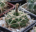Нажмите на изображение для увеличения.

Название:	Gymnocalycium_monvillei_coloratum_96-318a-3208b.jpg
Просмотров:	259
Размер:	173.9 Кб
ID:	333644