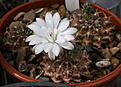 Нажмите на изображение для увеличения.

Название:	Gymnocalycium_anisitsii_STO986.jpg
Просмотров:	138
Размер:	217.1 Кб
ID:	333665