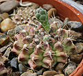 Нажмите на изображение для увеличения.

Название:	Gymnocalycium_anisitsii_STO986_.jpg
Просмотров:	123
Размер:	198.8 Кб
ID:	333666