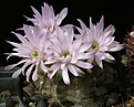Нажмите на изображение для увеличения.

Название:	Gymnocalycium_damsii_tucavoensis_L361.jpg
Просмотров:	137
Размер:	184.5 Кб
ID:	333667